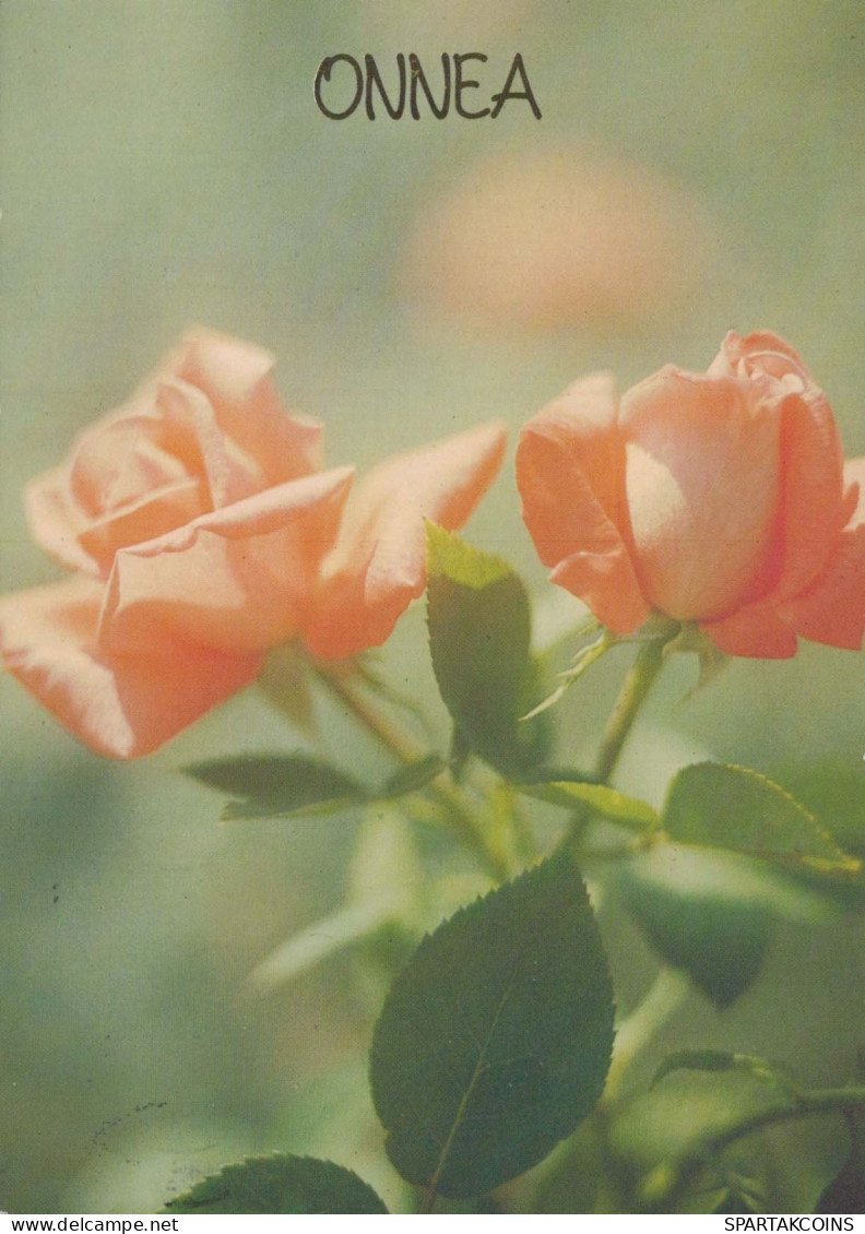 FLOWERS Vintage Postcard CPSM #PAS093.GB - Fiori