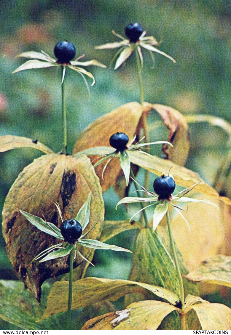 FLOWERS Vintage Postcard CPSM #PAR492.GB - Fiori