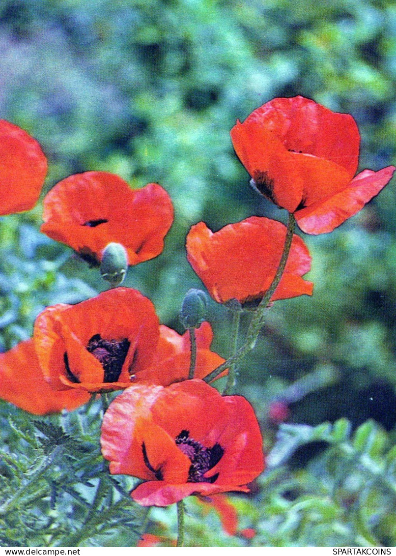 FLOWERS Vintage Postcard CPSM #PAR432.GB - Flowers