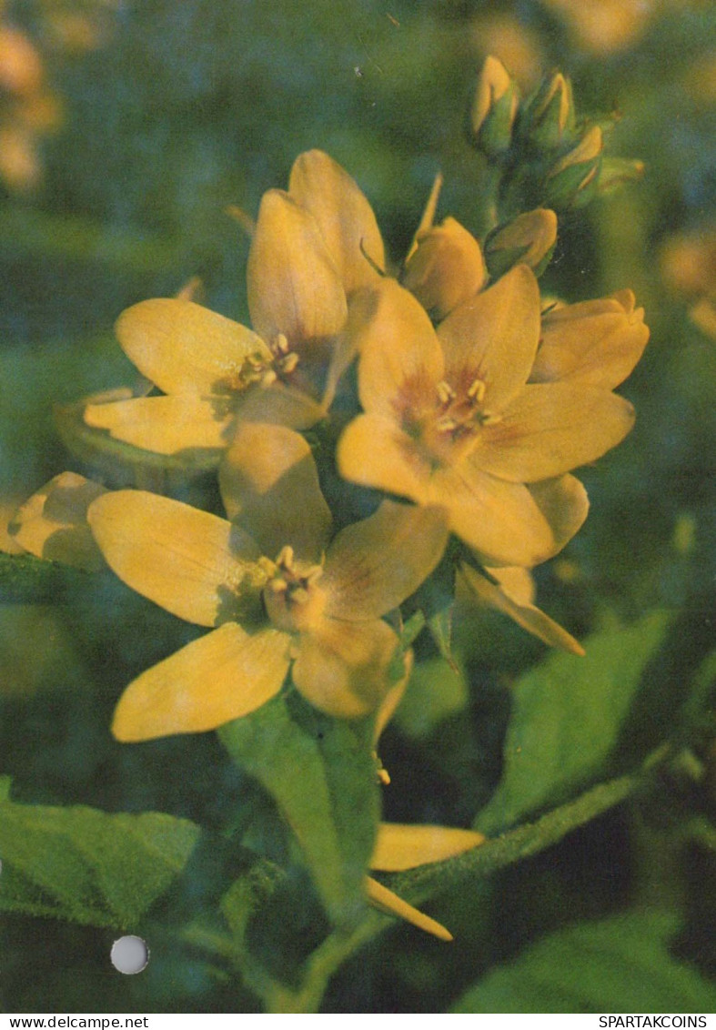 FLOWERS Vintage Postcard CPSM #PAR251.GB - Fiori