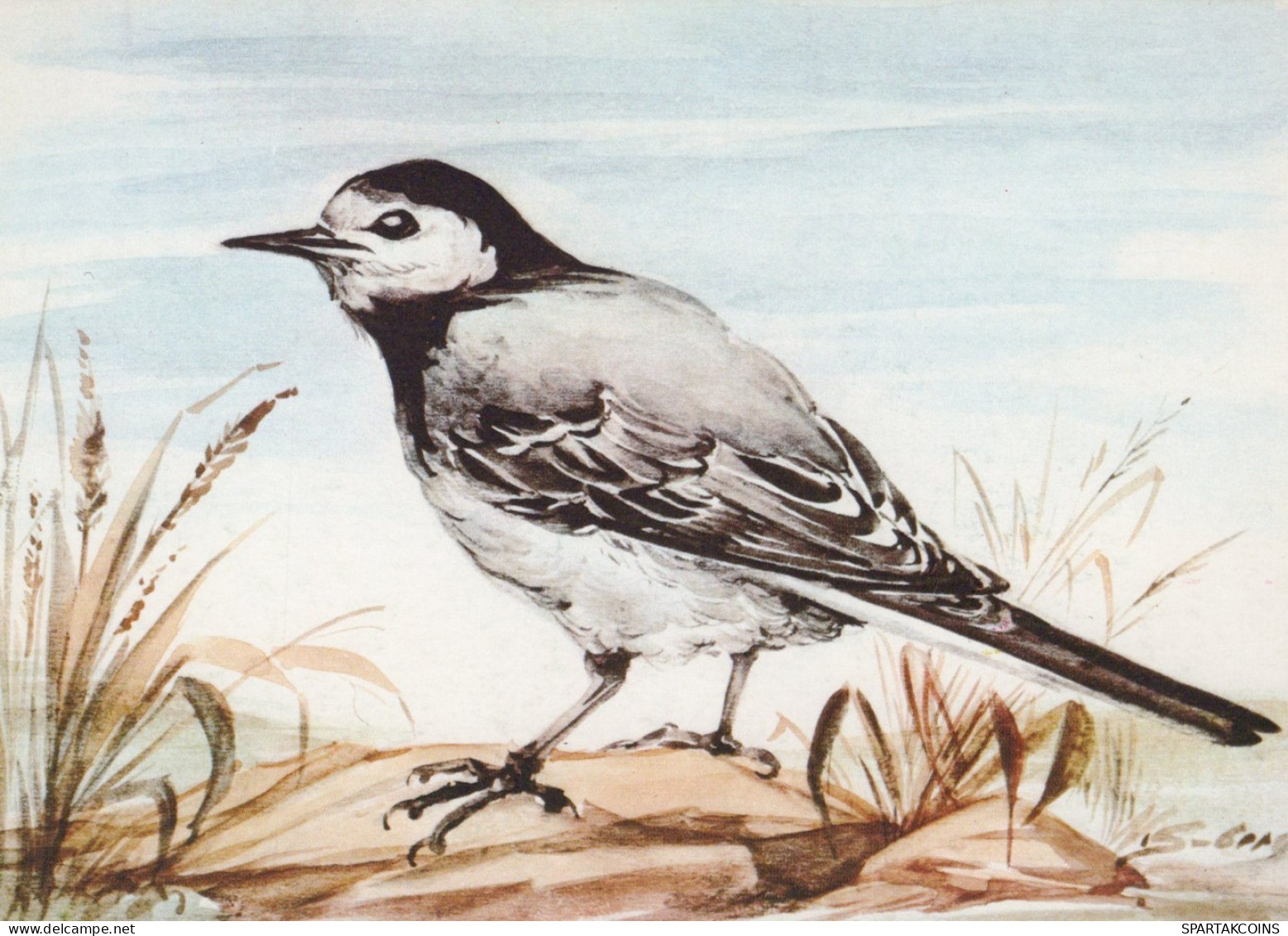 BIRD Animals Vintage Postcard CPSM #PAN172.GB - Uccelli