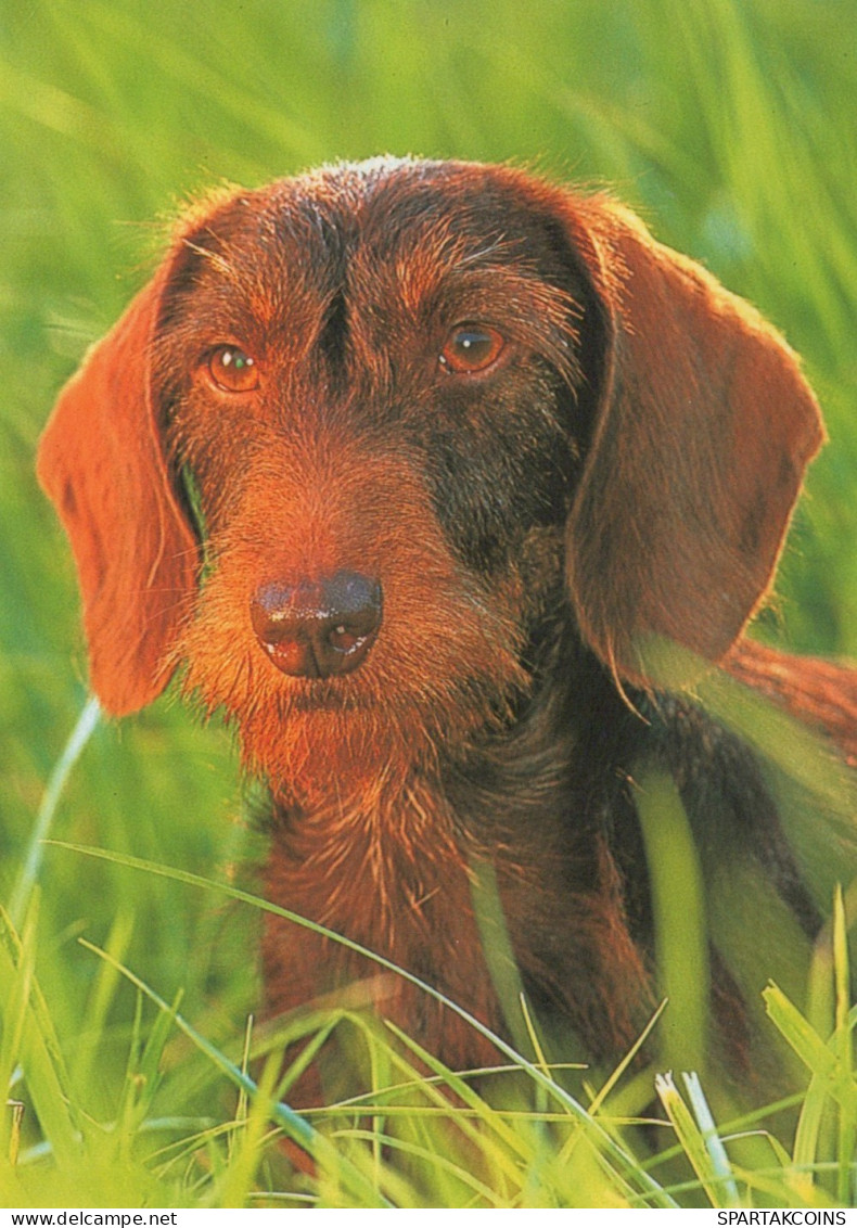 DOG Animals Vintage Postcard CPSM #PAN421.GB - Honden