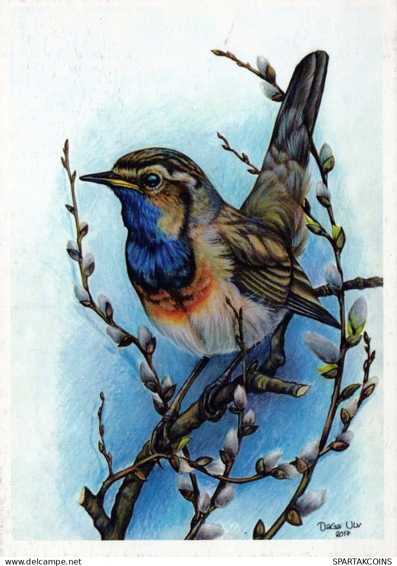BIRD Animals Vintage Postcard CPSM Unposted #PAM741.GB - Uccelli