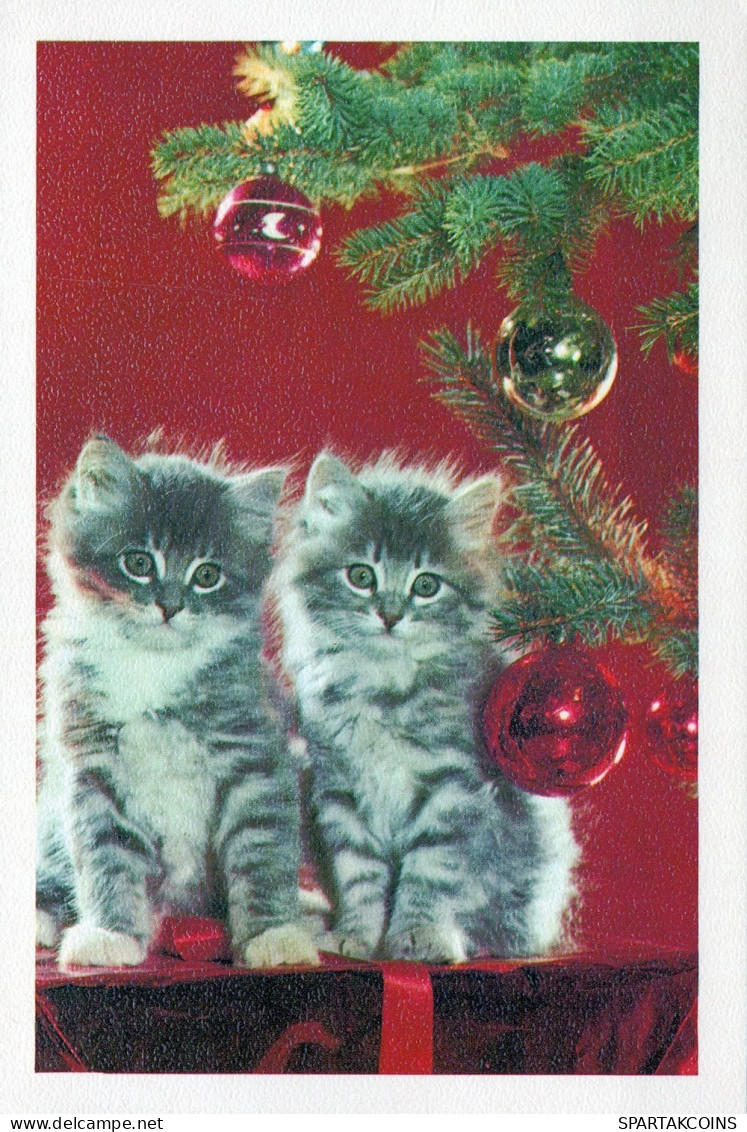CAT KITTY Animals Vintage Postcard CPSM #PAM613.GB - Chats