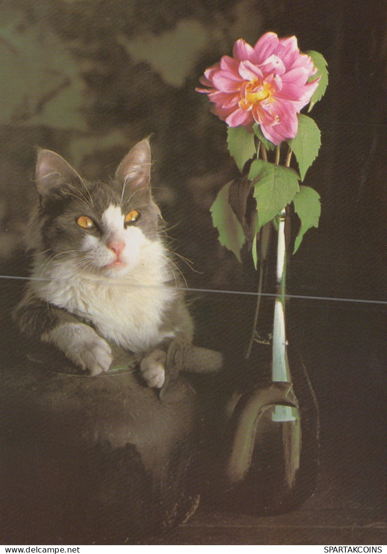 CAT KITTY Animals Vintage Postcard CPSM #PAM173.GB - Katzen