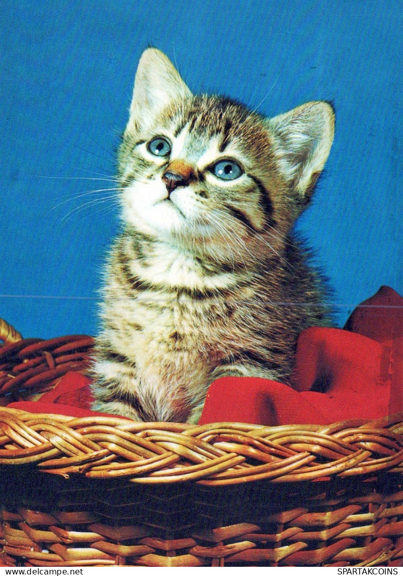 CAT KITTY Animals Vintage Postcard CPSM #PAM111.GB - Chats
