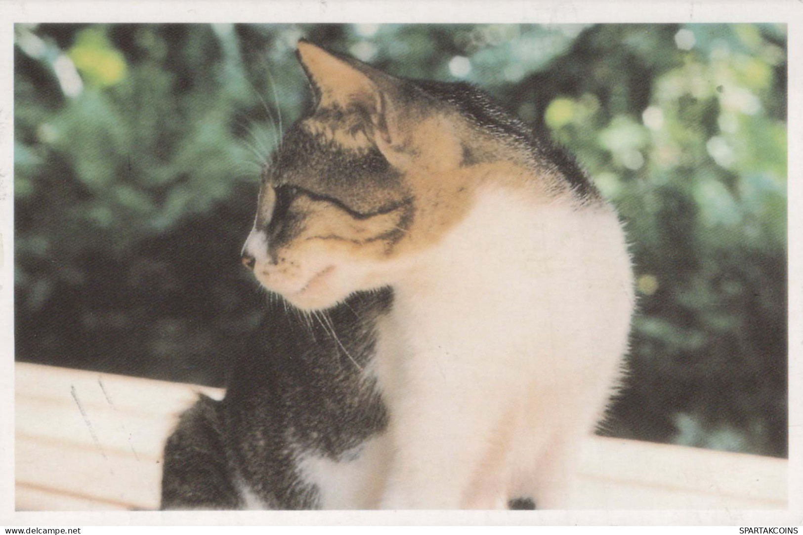 GATTO Vintage Cartolina CPSMPF #PKG910.IT - Cats