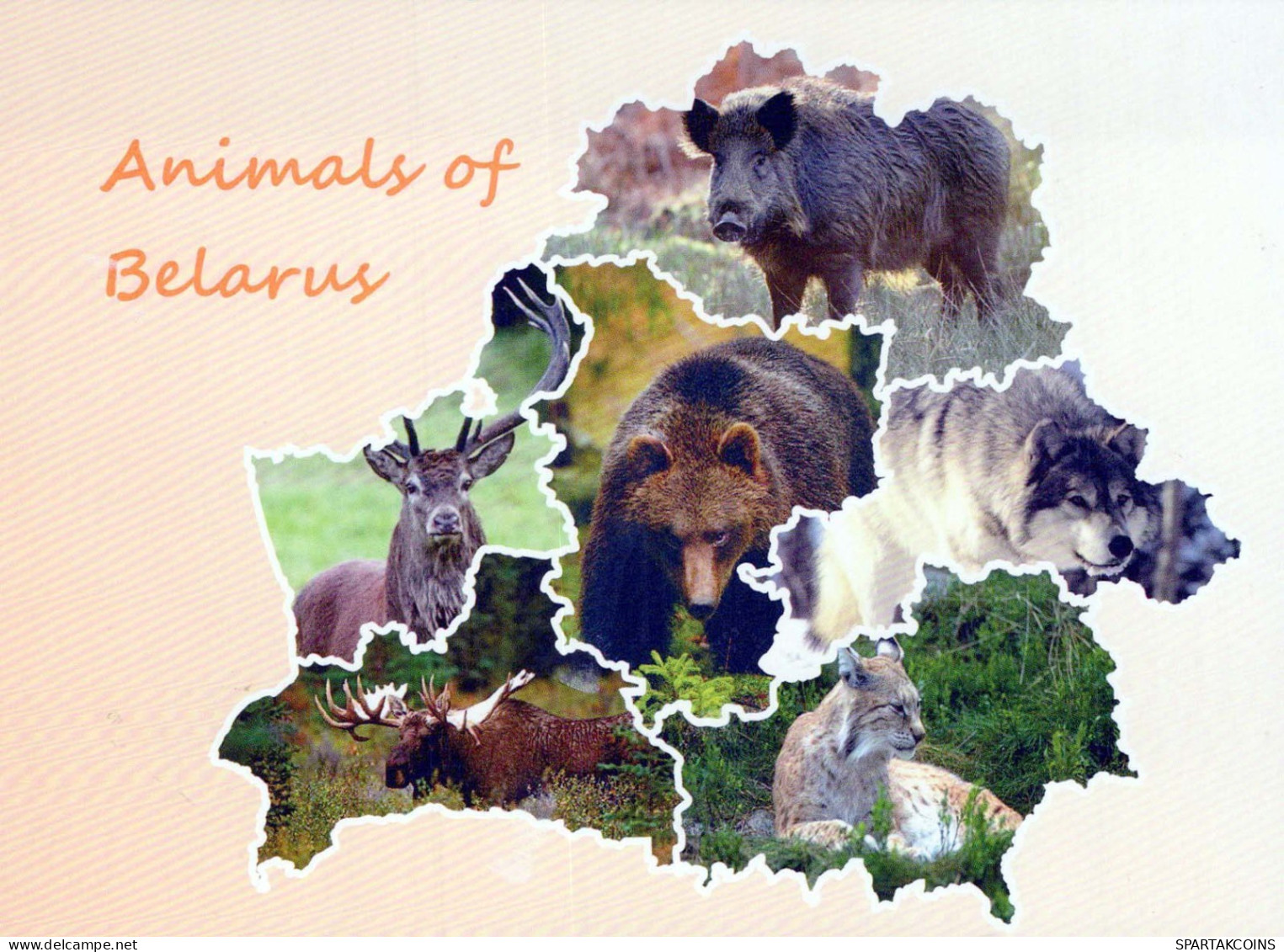 SELVATICO Animale Vintage Cartolina CPSM #PBS936.IT - Autres & Non Classés