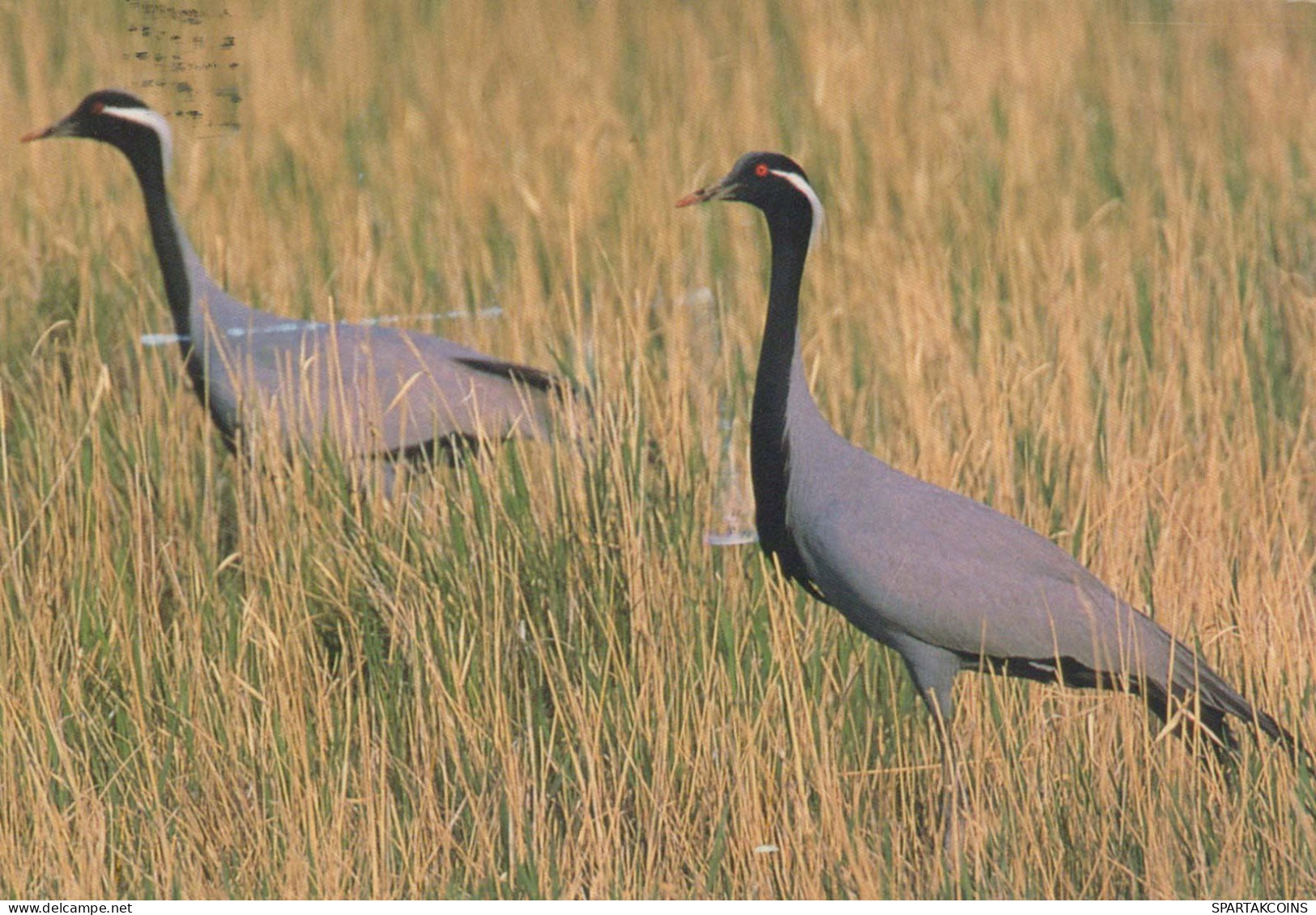 UCCELLO Animale Vintage Cartolina CPSM #PBR685.IT - Birds