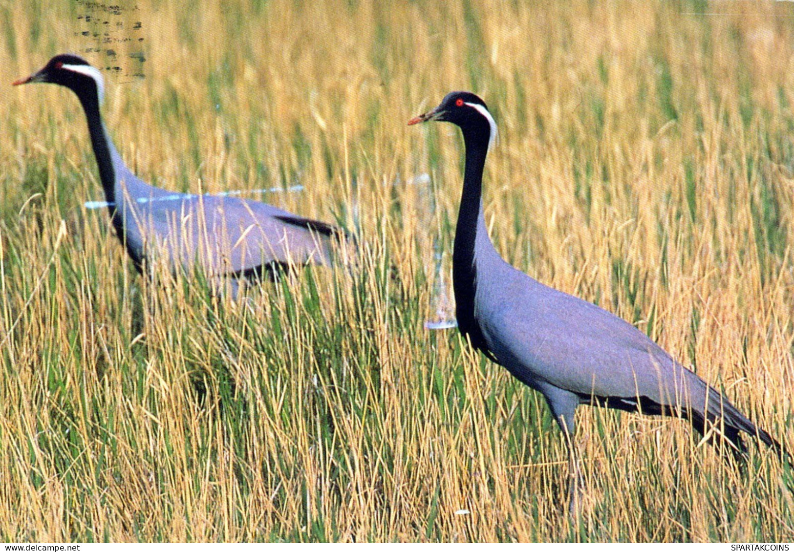 UCCELLO Animale Vintage Cartolina CPSM #PBR685.IT - Birds