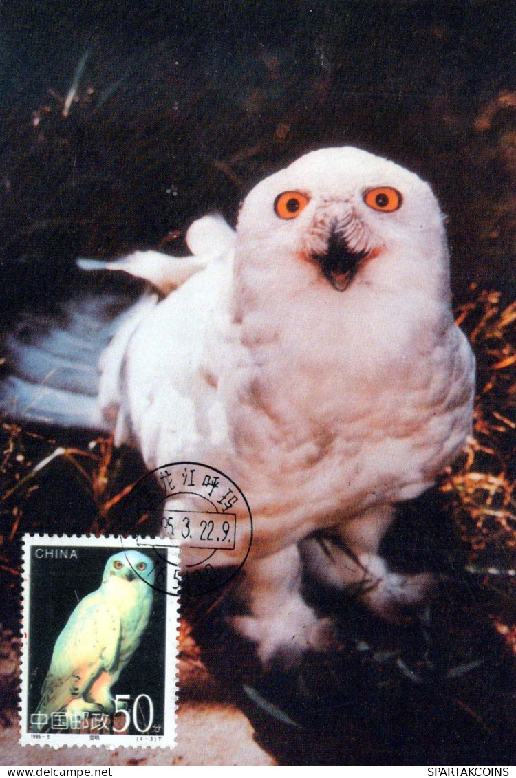 UCCELLO Animale Vintage Cartolina CPSM #PBR493.IT - Oiseaux