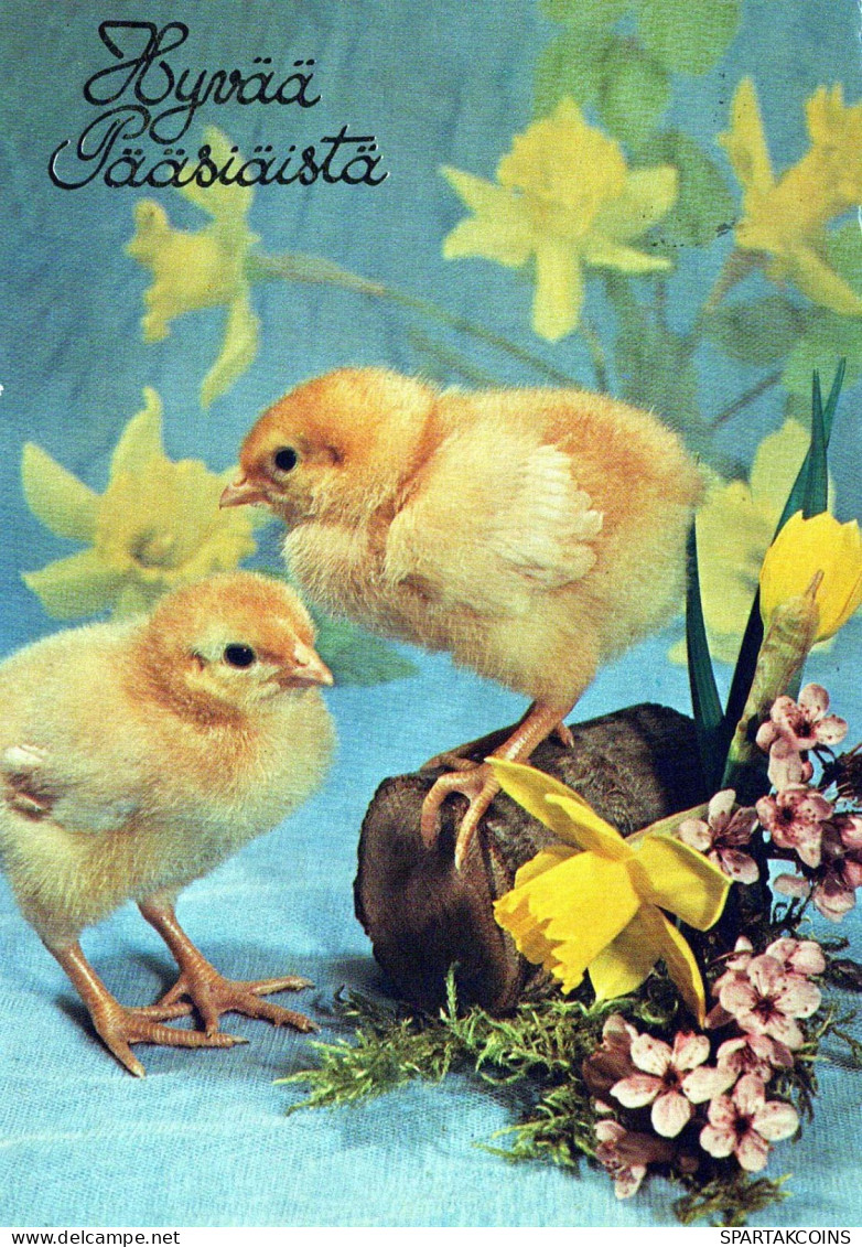 PASQUA POLLO UOVO Vintage Cartolina CPSM #PBP233.IT - Easter