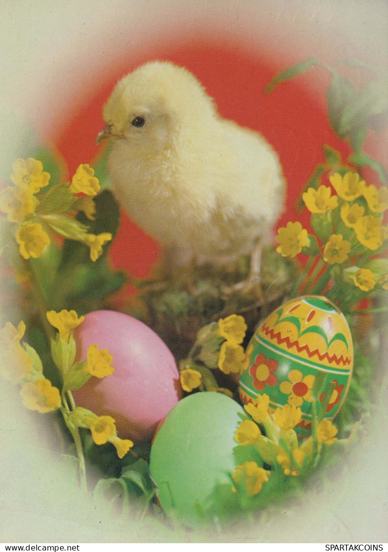 PASQUA POLLO UOVO Vintage Cartolina CPSM #PBP172.IT - Easter