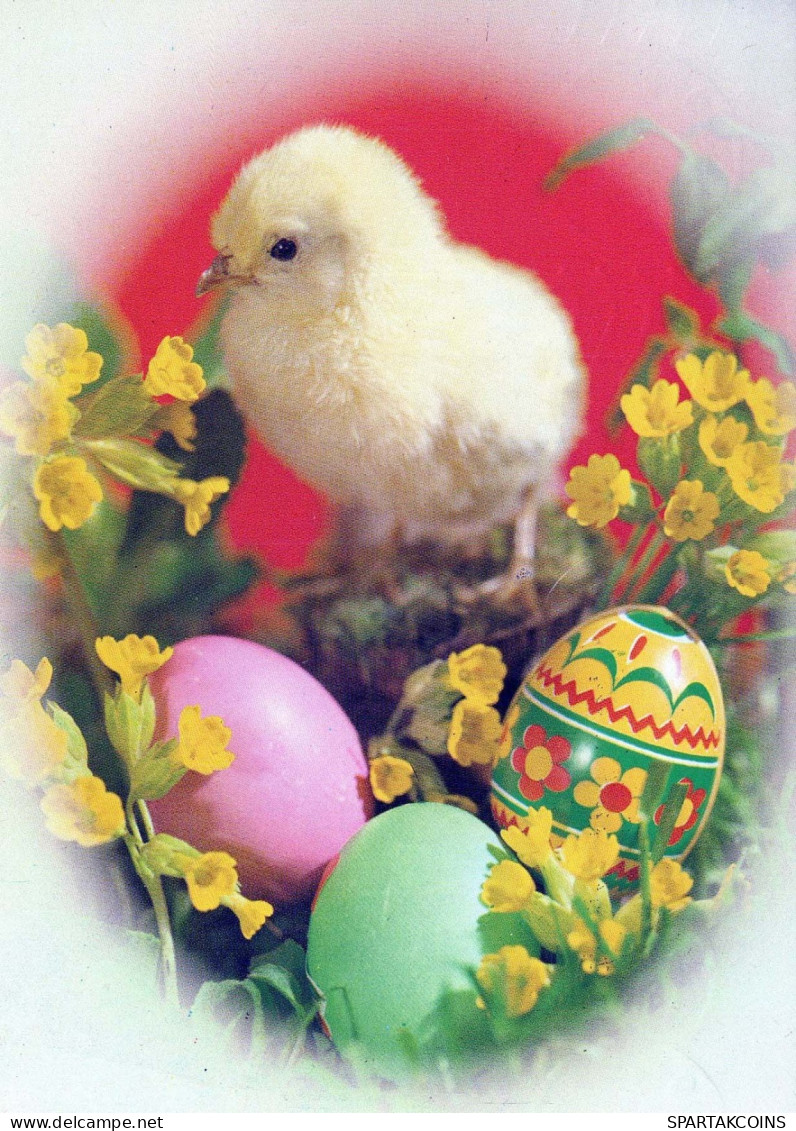 PASQUA POLLO UOVO Vintage Cartolina CPSM #PBP172.IT - Easter