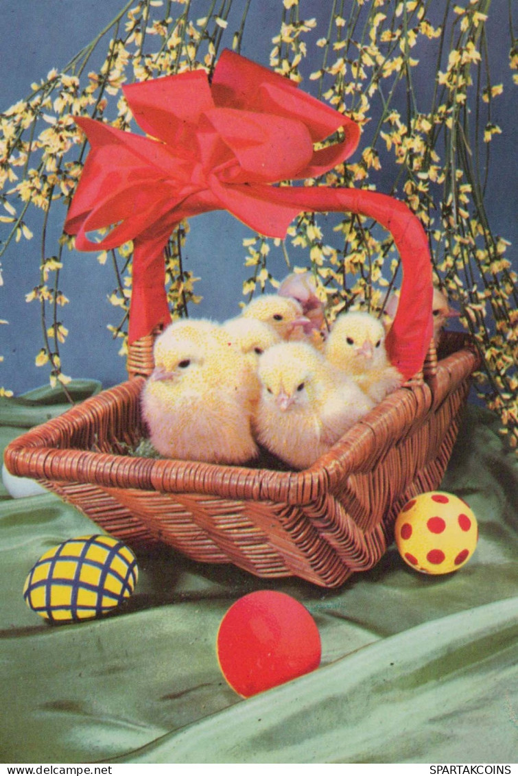 PASQUA POLLO UOVO Vintage Cartolina CPSM #PBO858.IT - Easter