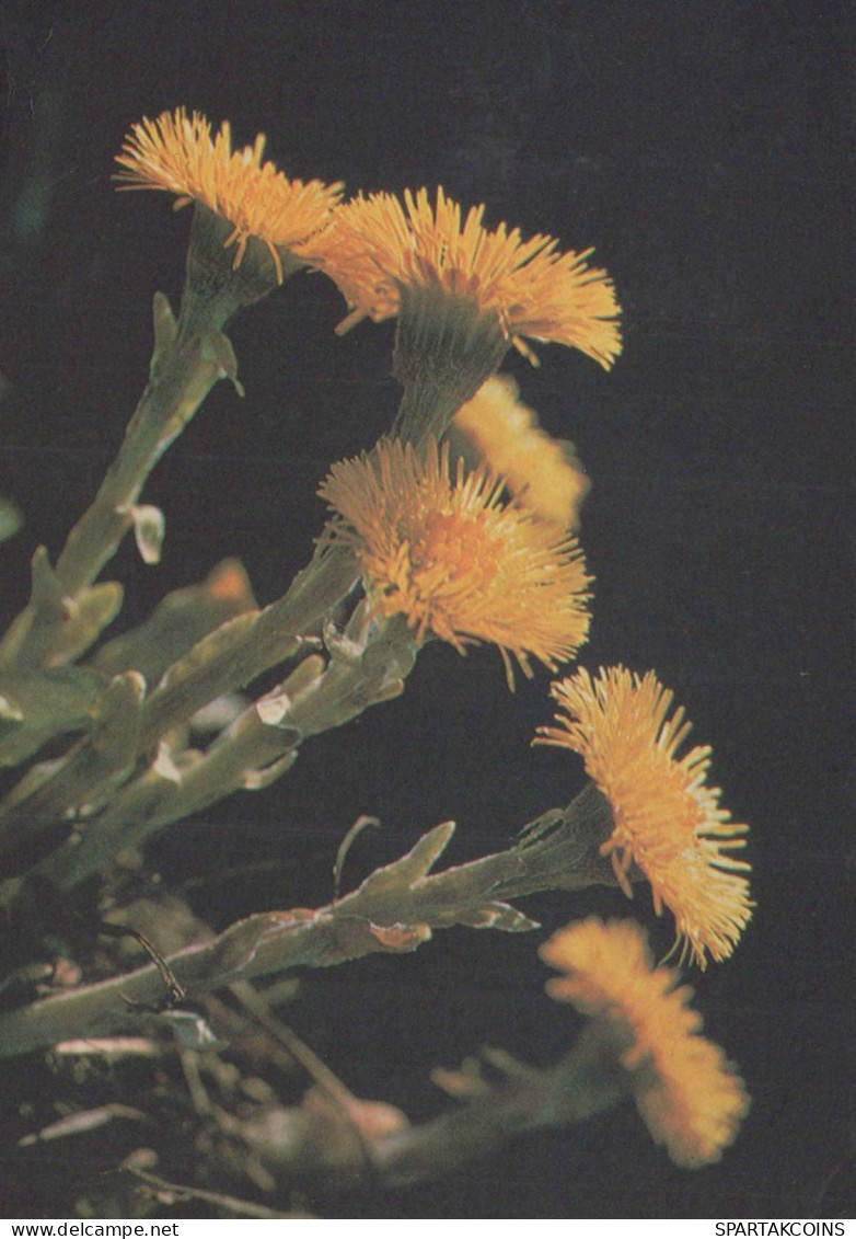 FIORI Vintage Cartolina CPSM #PAS457.IT - Flowers