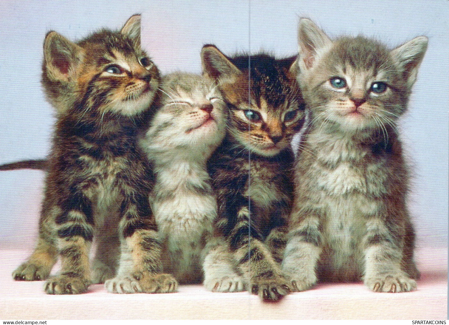 GATTO KITTY Animale Vintage Cartolina CPSM #PAM428.IT - Cats