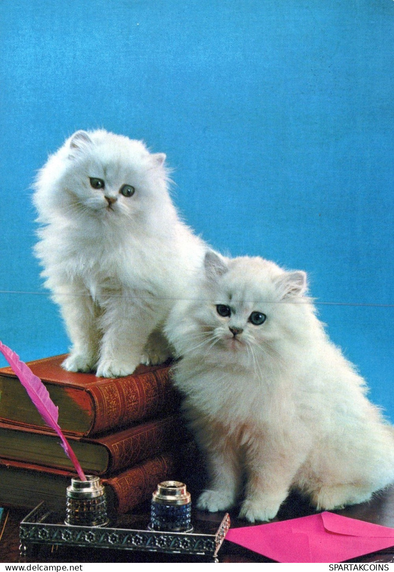 GATTO KITTY Animale Vintage Cartolina CPSM #PAM299.IT - Gatti