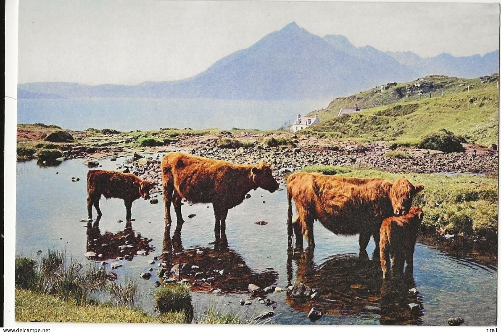 142 -  Crofters' Cattle At Eigol, Isle Of Skye - Otros & Sin Clasificación