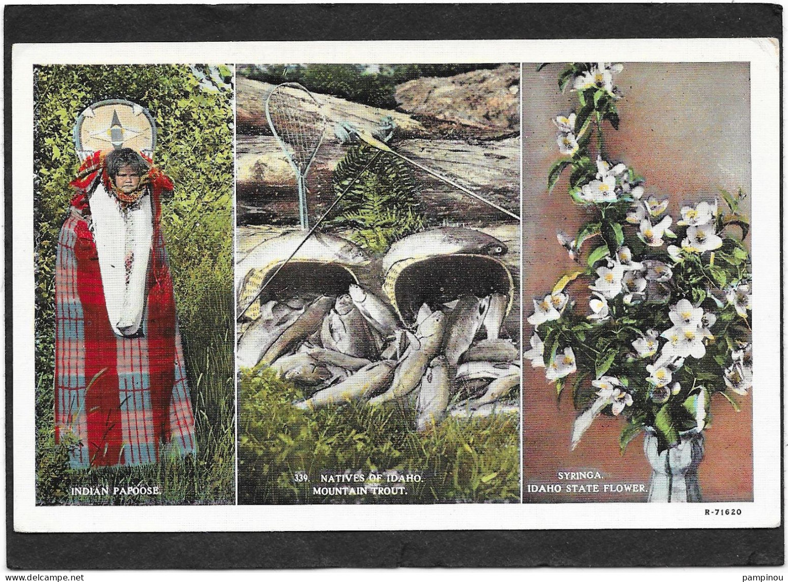 INDIENS - Indian Papoose, Natives Of Idaho, Flower Syringa - Native Americans