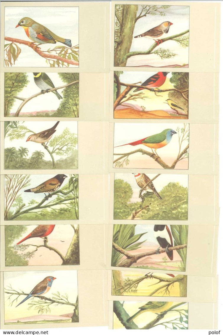 OISEAUX - P. Sluis - Lot De 13 Cartes (125380) - Oiseaux