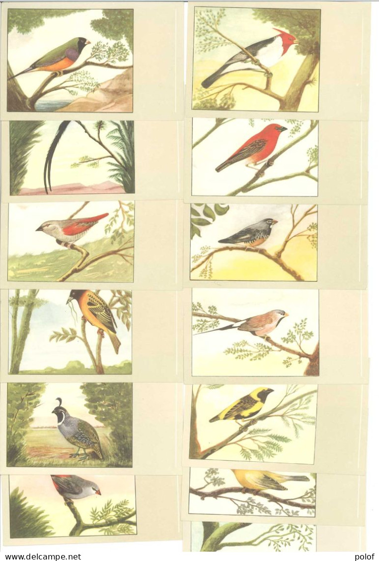 OISEAUX - P. Sluis - Lot De 13 Cartes (125381) - Oiseaux
