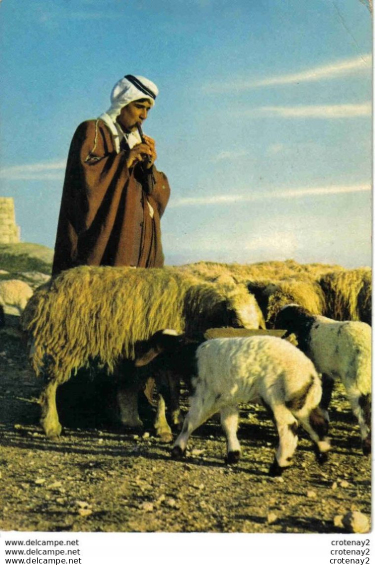 JORDANIE A Shepherd Jordan Berger Moutons Chèvres VOIR DOS En 1966 Timbre Holy Views Jerusalem - Jordan