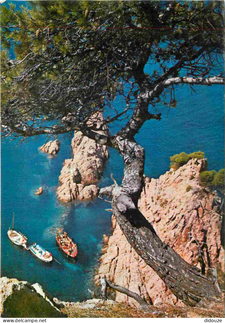 Espagne - Espana - Cataluna - Costa Brava - Rocas Y Pinos - CPM - Voir Scans Recto-Verso - Gerona