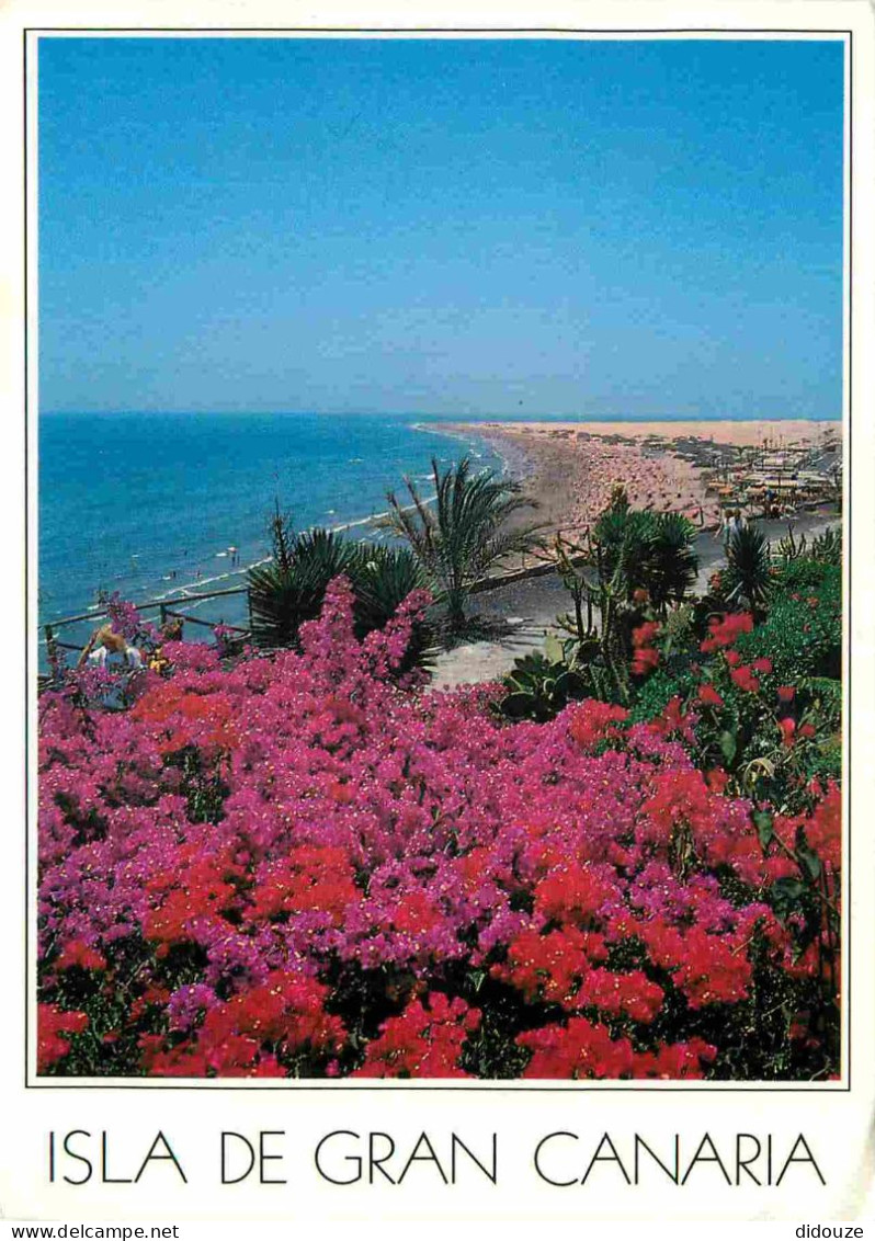 Espagne - Espana - Islas Canarias - Gran Canaria - Fleurs - CPM - Voir Scans Recto-Verso - Gran Canaria