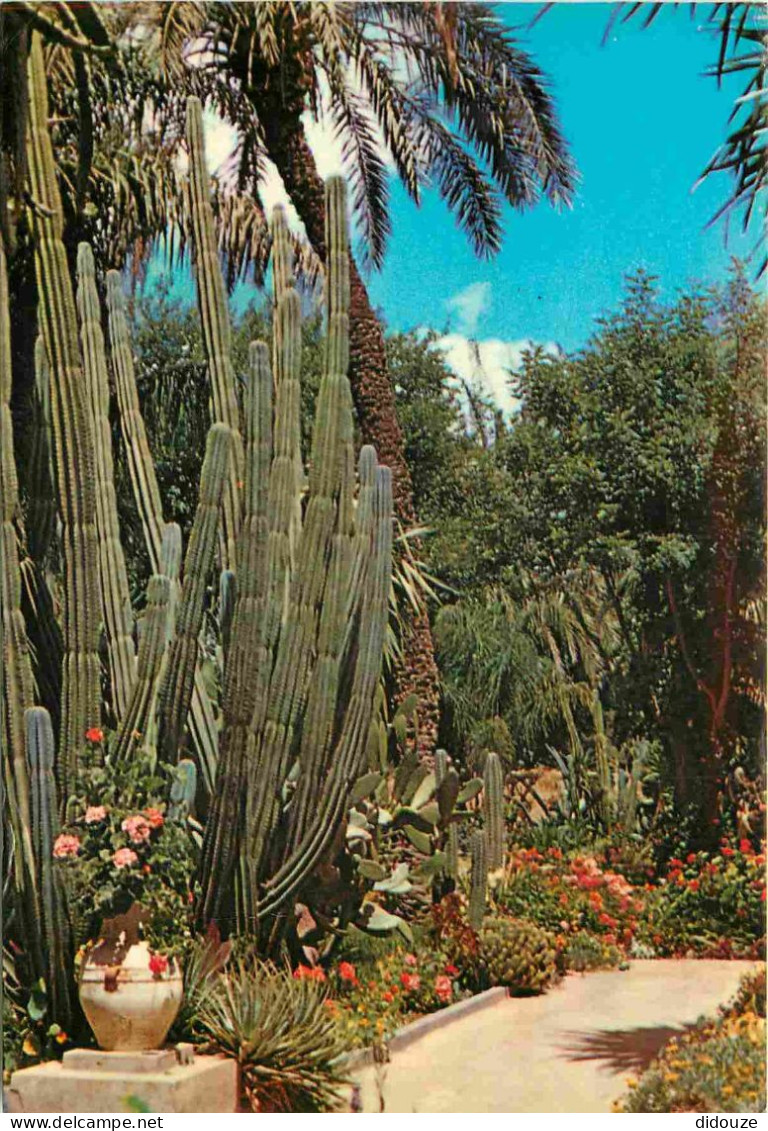 Fleurs - Plantes - Cactus - Maroc - Marrakech - Jardin Exotique Du Peintre Majorelle - CPM - Voir Scans Recto-Verso - Cactus