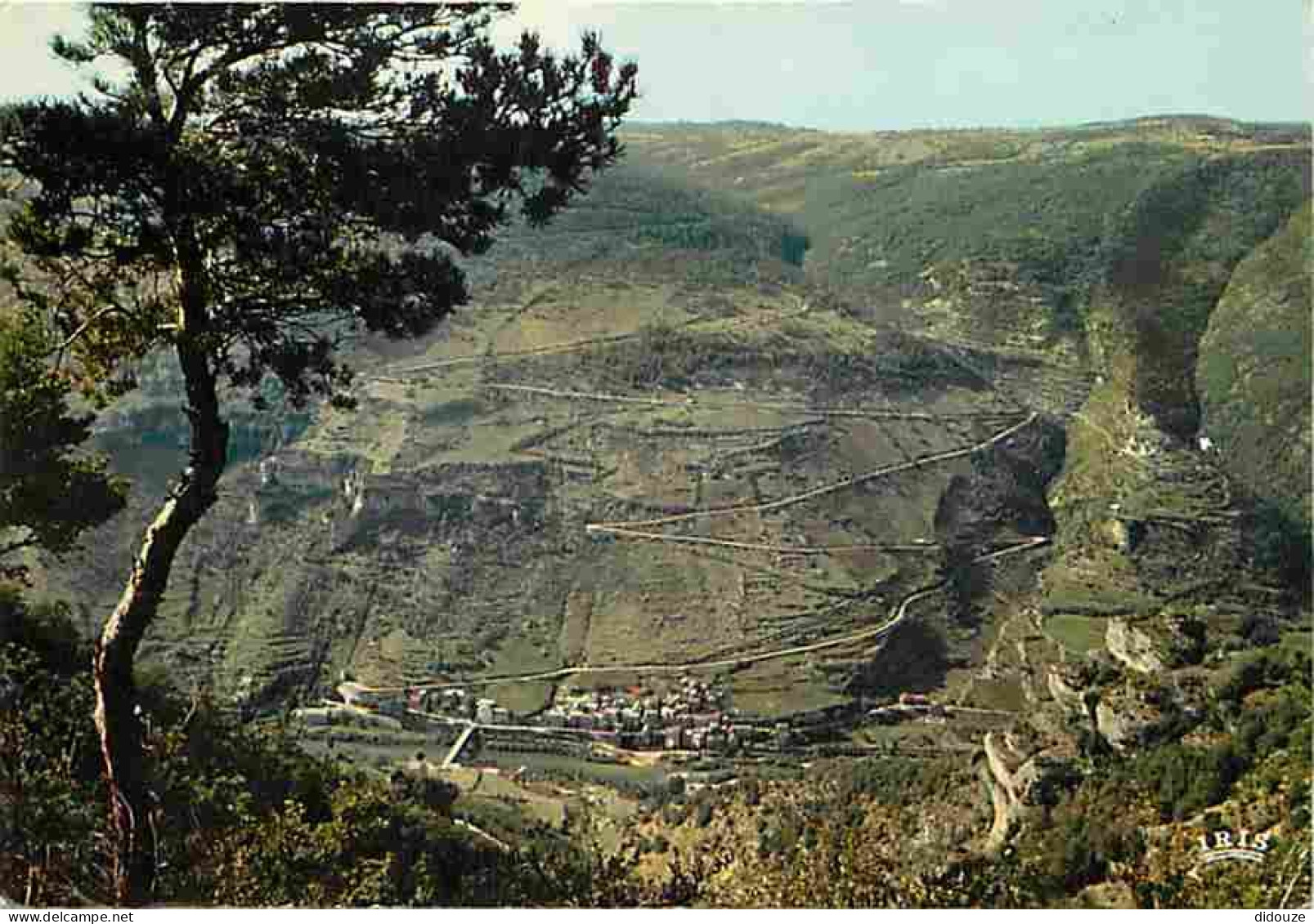 48 - Les Gorges Du Tarn - Les Vignes - Les Lacets Sur La Route Du Point Sublime - CPM - Voir Scans Recto-Verso - Gorges Du Tarn