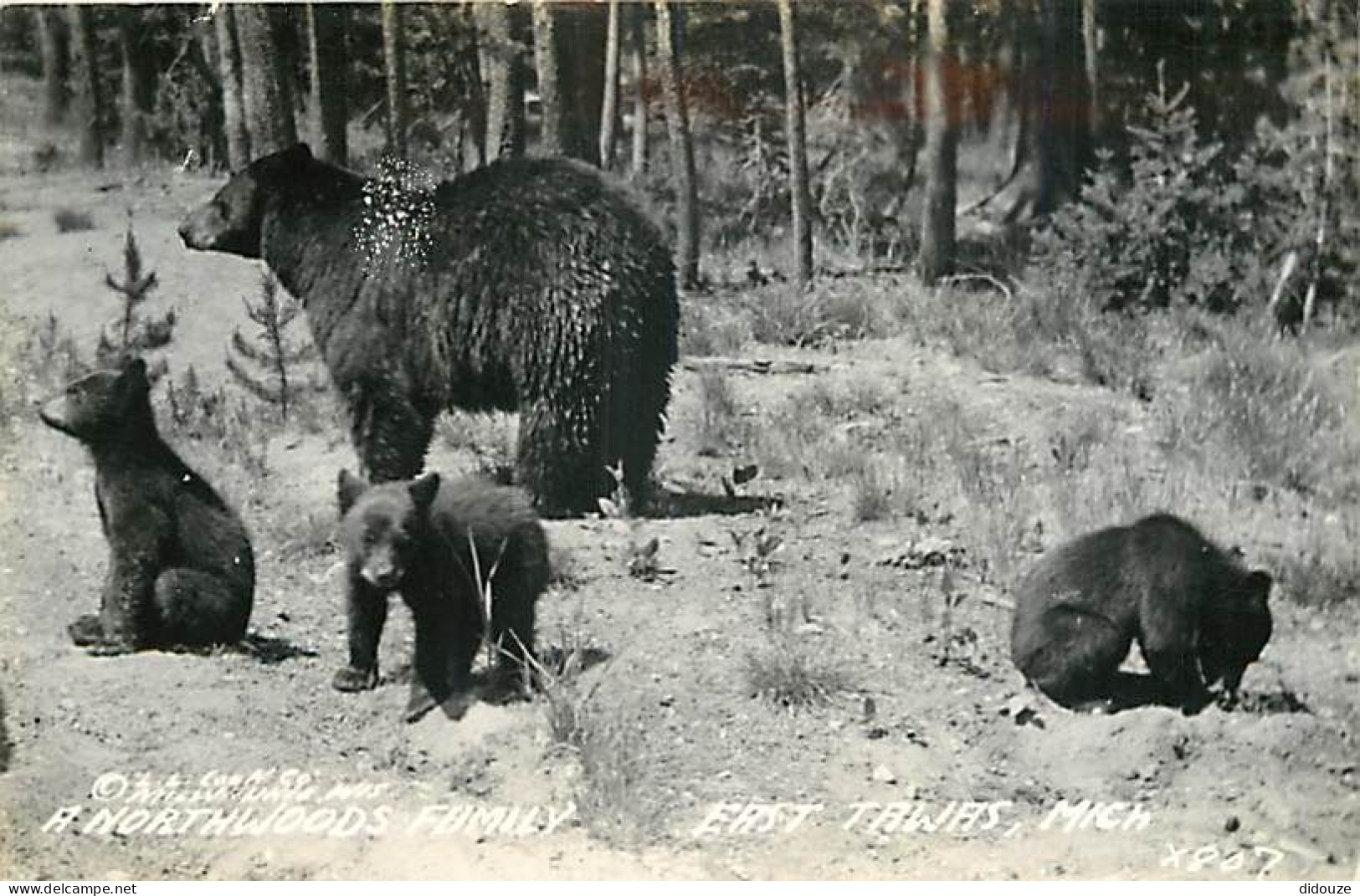 Animaux - Ours - East Tawas Mich - Oursons - Bear - CPSM Format CPA - Voir Scans Recto-Verso - Ours