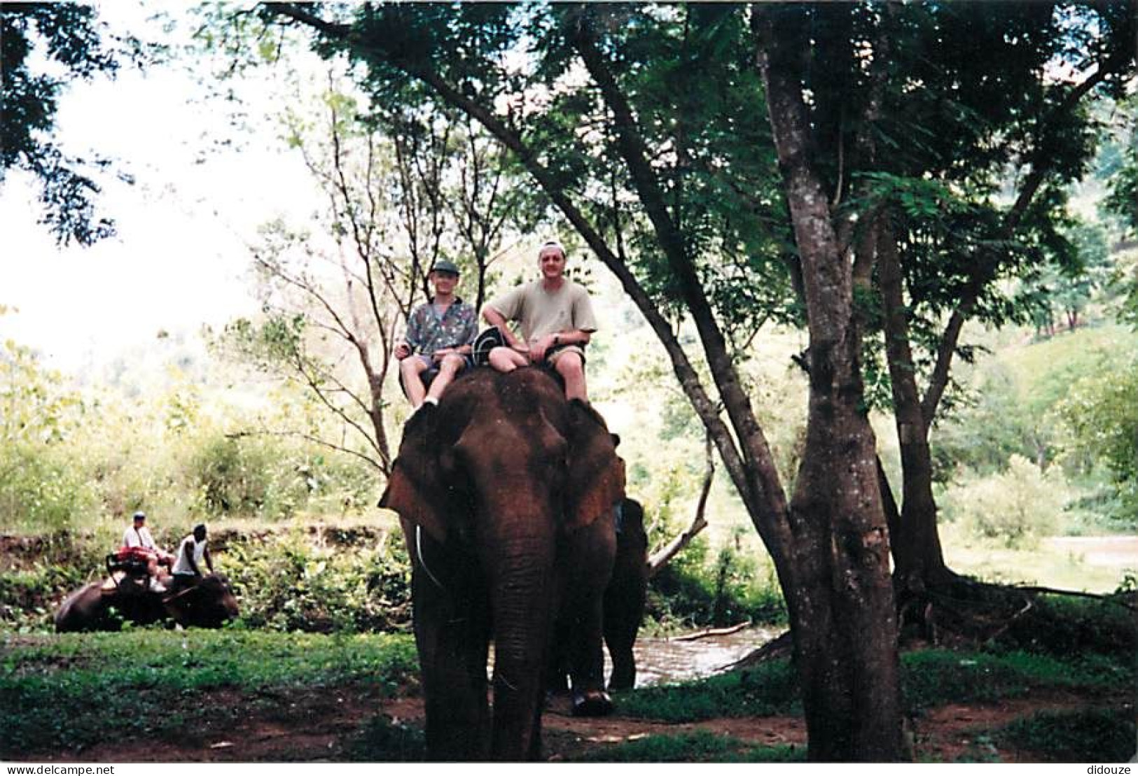 Animaux - Eléphants - Souvenir De Balade à Dos D'éléphant - Photographie Kodak - Voir Scans Recto-Verso - Olifanten