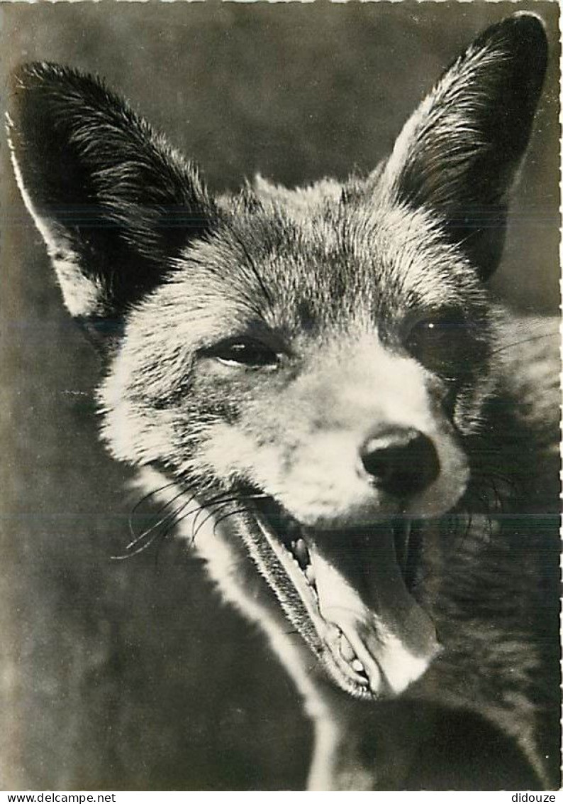 Animaux - Renards - Fox - Carte Dentelée - CPSM Grand Format - Voir Scans Recto-Verso - Other & Unclassified