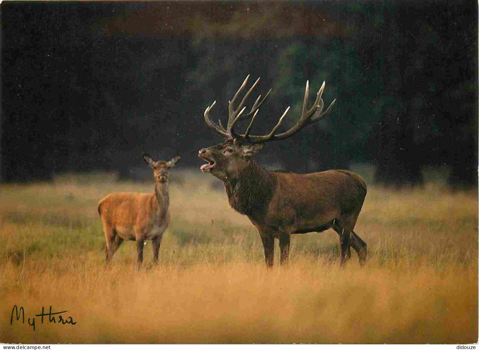 Animaux - Cervidés - Cerfs - CPM - Carte Neuve - Voir Scans Recto-Verso - Altri & Non Classificati