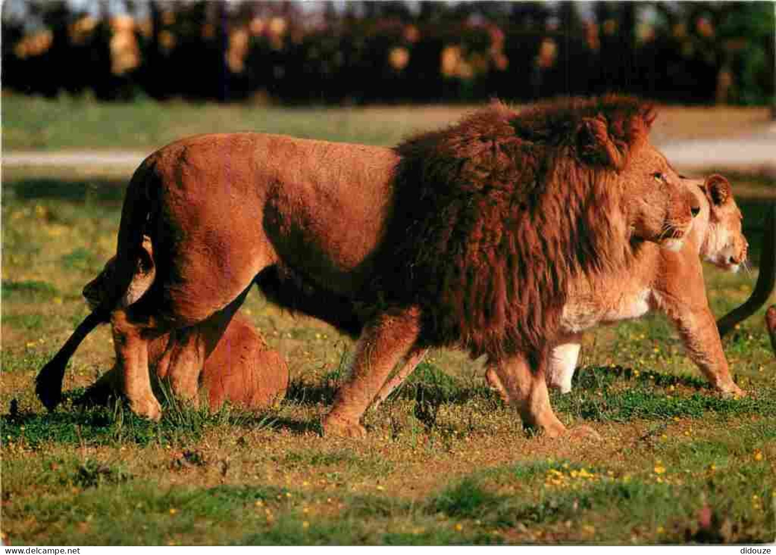 Animaux - Fauves - Lion - La Casamance - Safari Africain De Port Saint Père - Zoo - CPM - Voir Scans Recto-Verso - Löwen