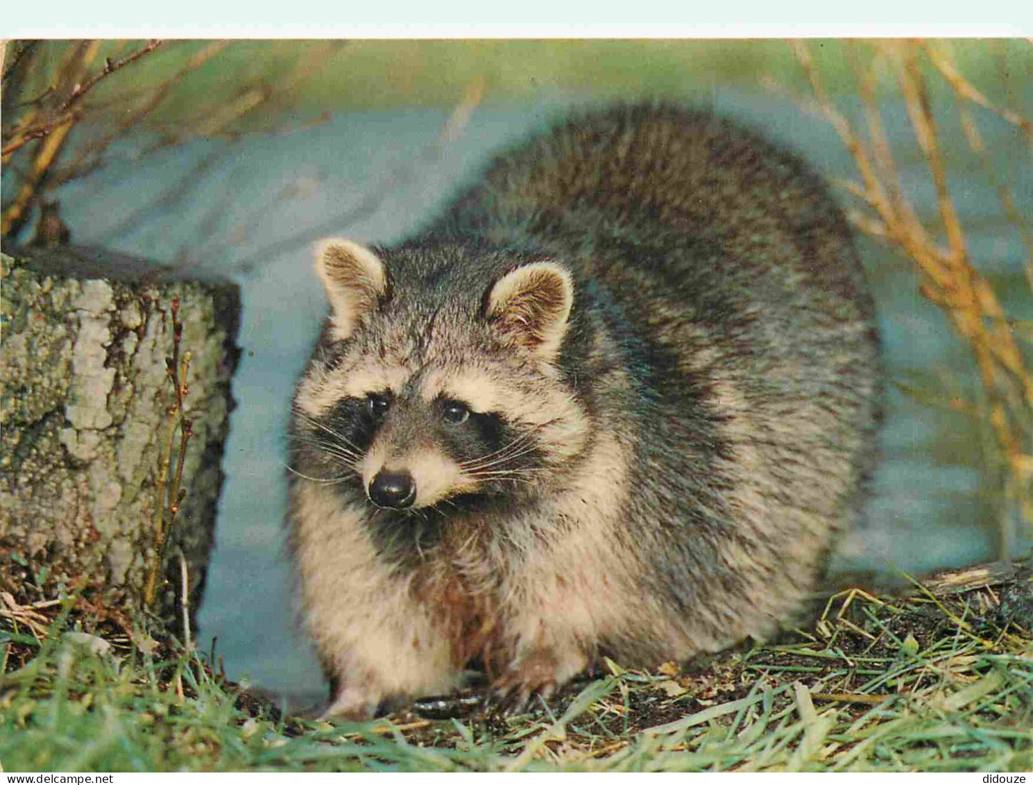 Animaux - Raton Laveur - Raccoon - CPM - Voir Scans Recto-Verso - Otros & Sin Clasificación