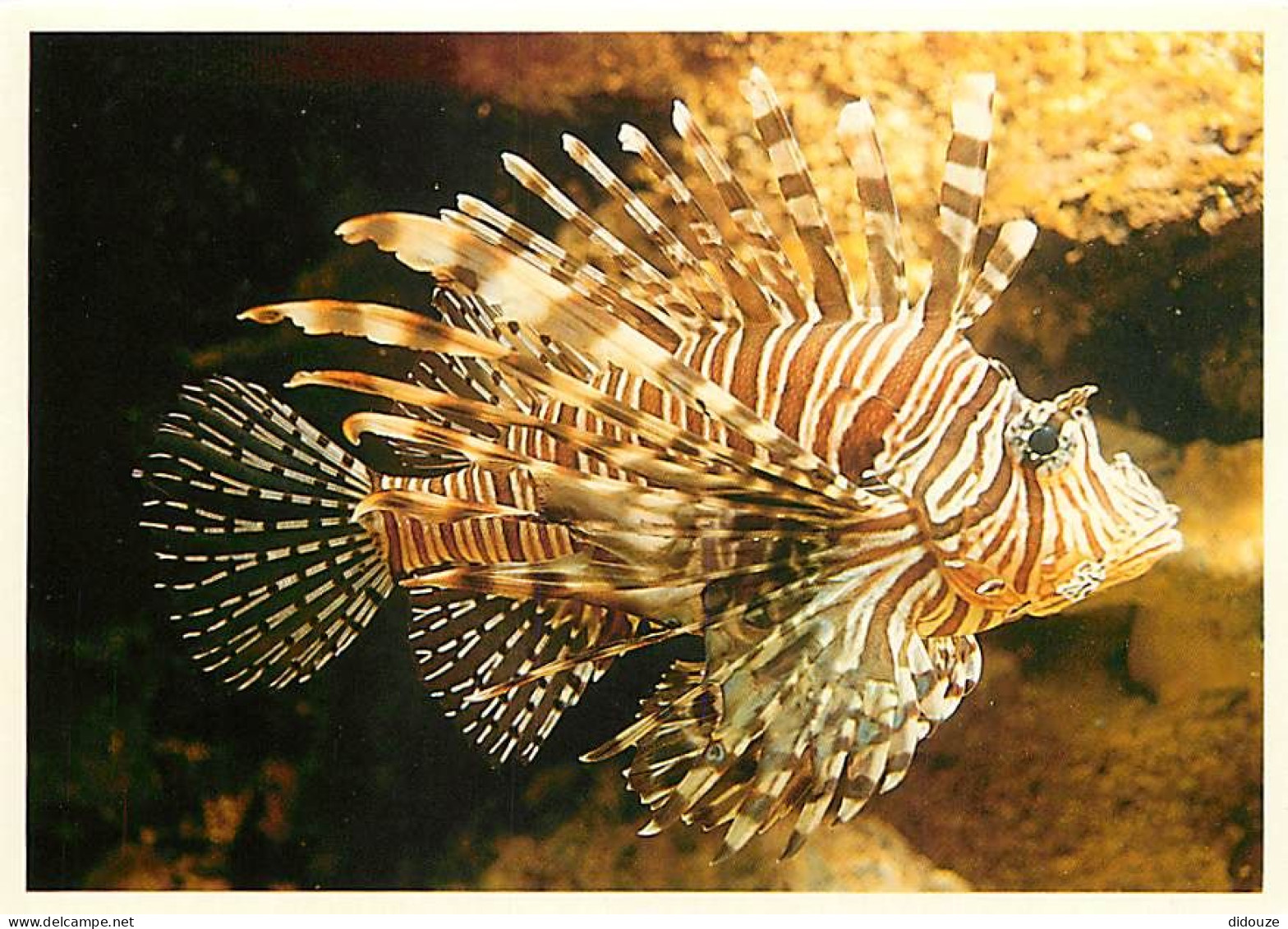 Animaux - Poissons - Aquarium De La Rochelle - Rascasse Volante - Lion Fish - Carte Neuve - CPM - Voir Scans Recto-Verso - Poissons Et Crustacés