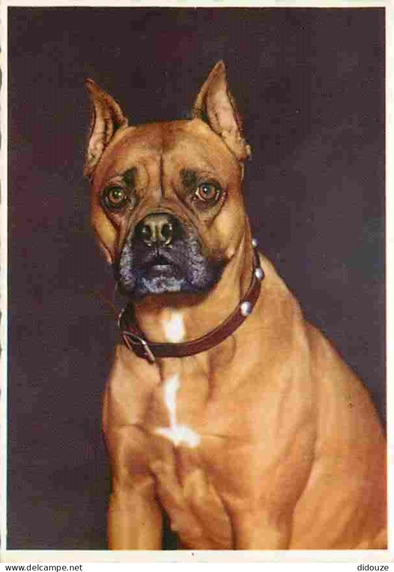 Animaux - Chiens - Boxer - CPM - Voir Scans Recto-Verso - Cani