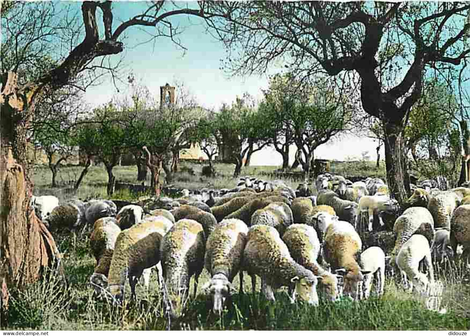 Animaux - Moutons - Paysage De Provence - CPM - Voir Scans Recto-Verso - Altri & Non Classificati