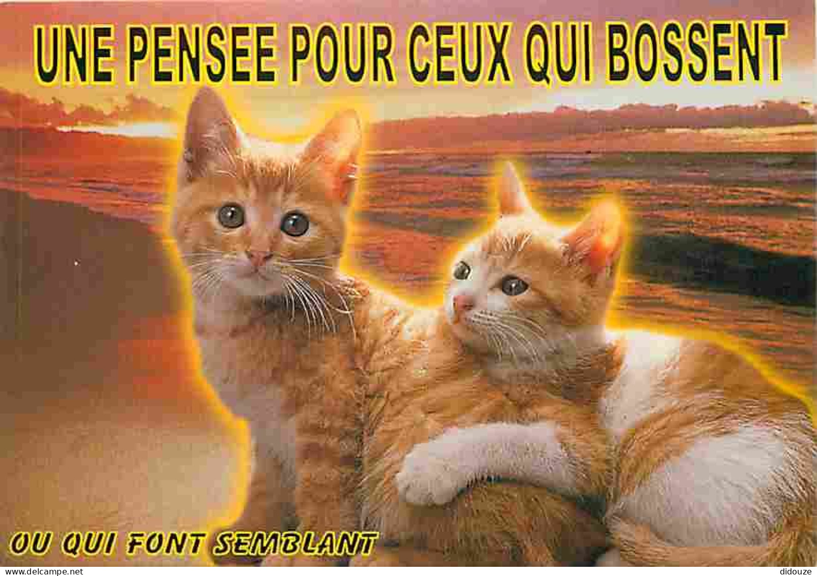 Animaux - Chats - Chatons - Carte Humoristique - Carte Neuve - CPM - Voir Scans Recto-Verso - Cats