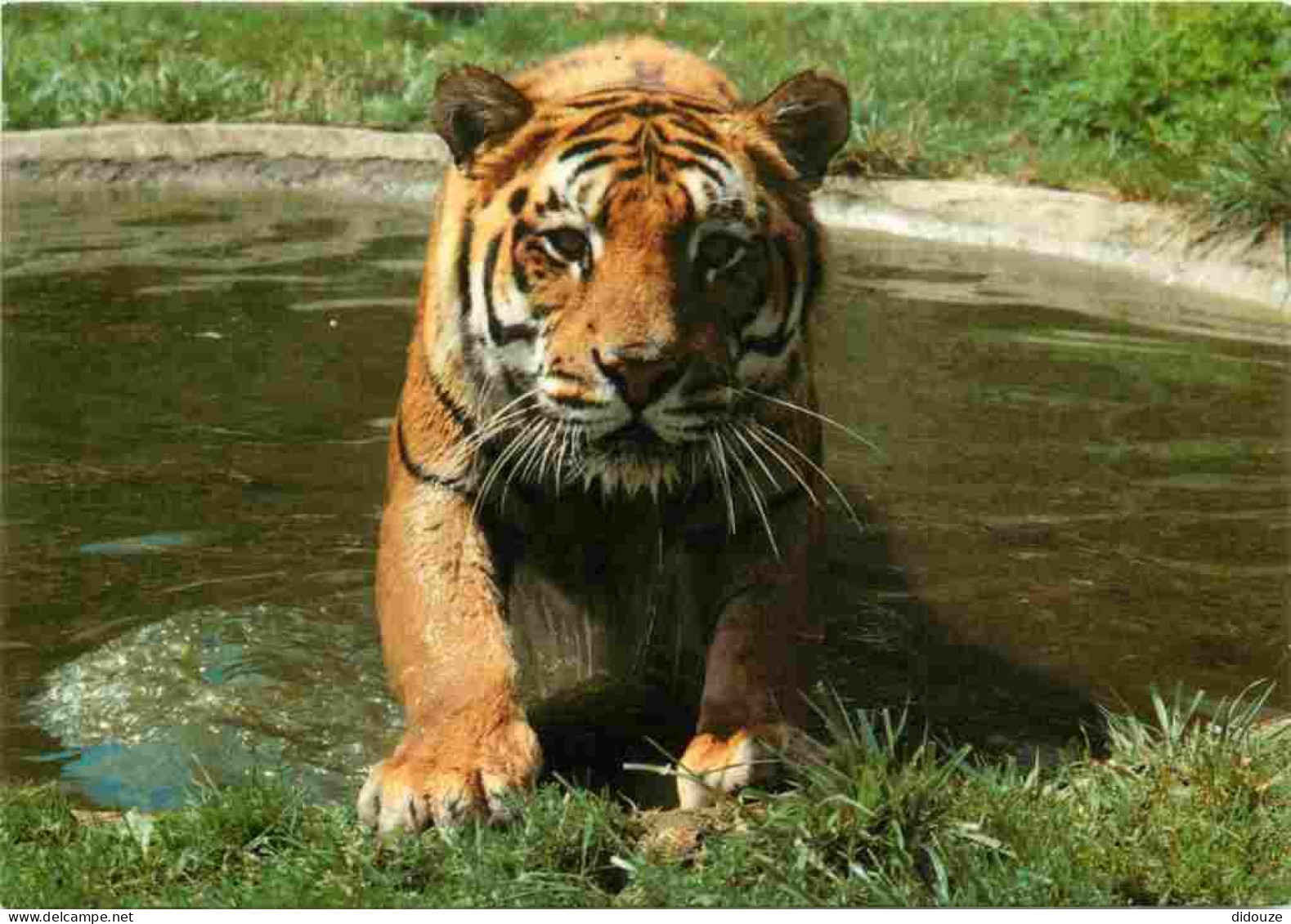 Animaux - Fauves - Tigre - Parc De Saint-Vrain - Zoo - CPM - Voir Scans Recto-Verso - Tijgers