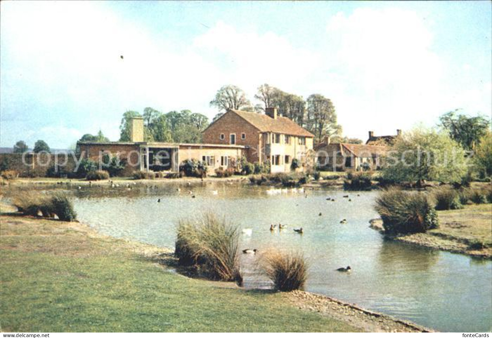 71901941 England UK Wildfowl Trust Slimbridge Gloucestershire England UK - Altri & Non Classificati