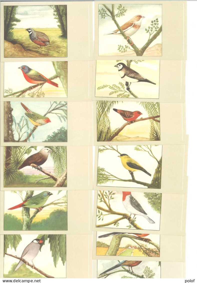 OISEAUX - P. Sluis - Lot De 13 Cartes (125382) - Birds