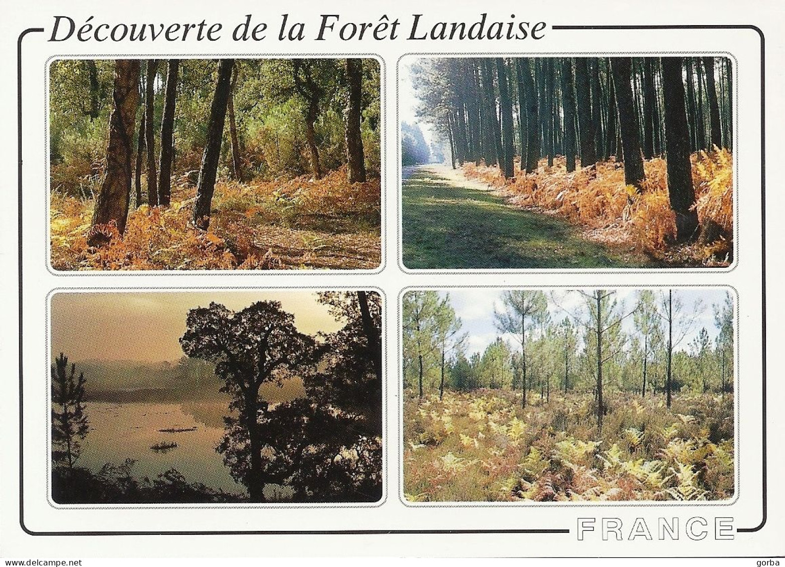 *CPM - 40 - Découverte De La Forêt Landaise - Multivue - Andere & Zonder Classificatie