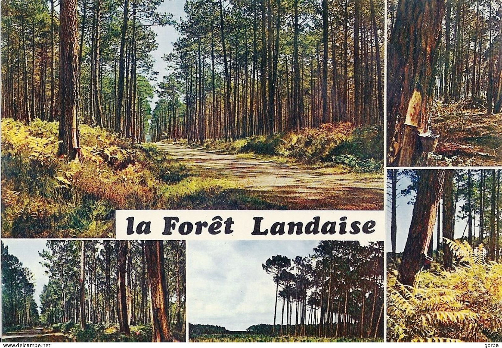 *CPM - 40 - LES LANDES - La Forêt Landaise - Sonstige & Ohne Zuordnung