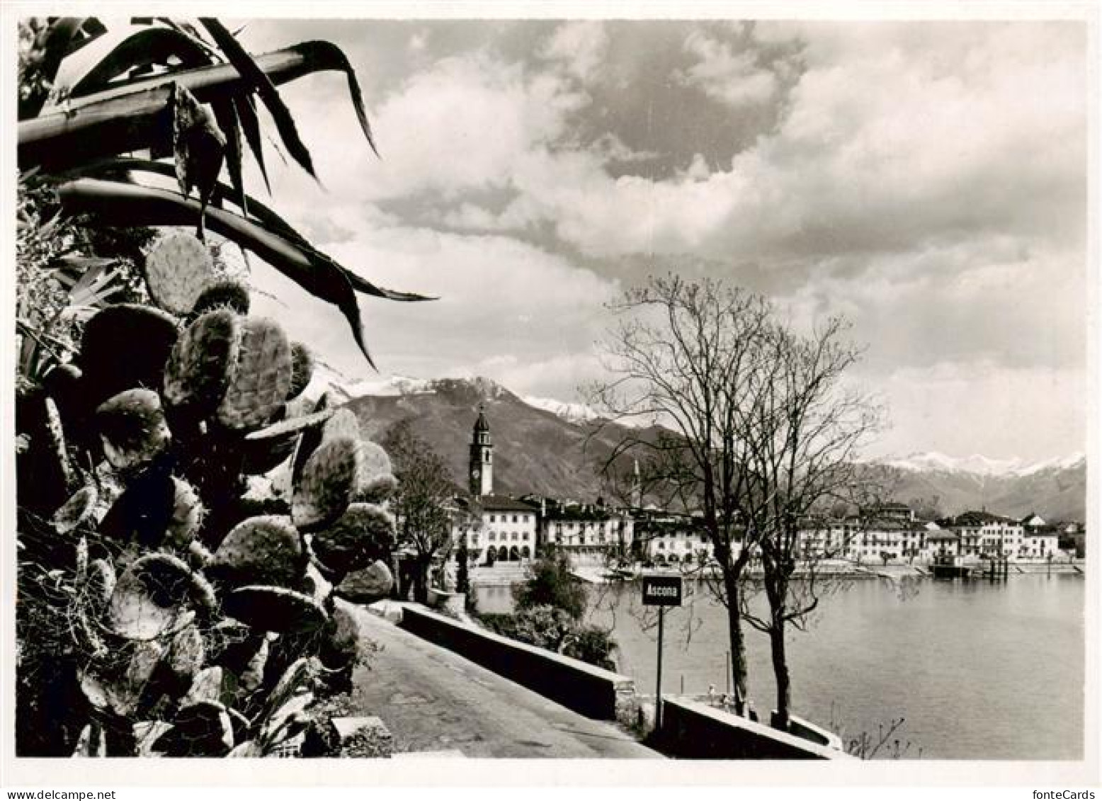 13888559 Ascona Lago Maggiore TI Vegetazione  - Sonstige & Ohne Zuordnung