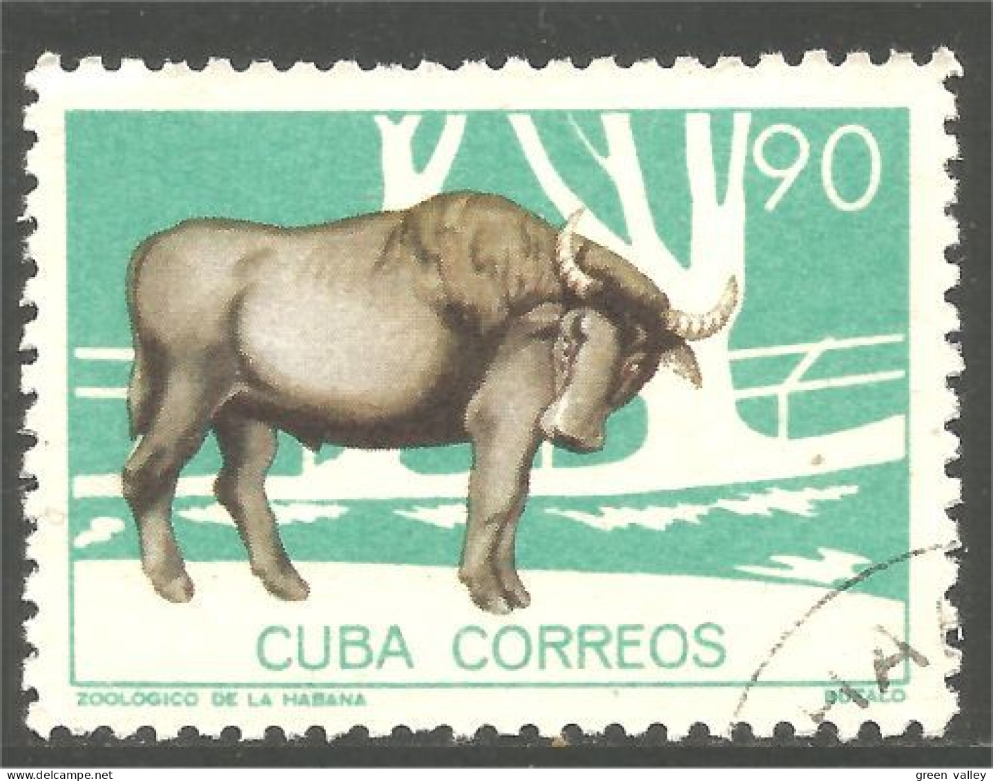 AF-186 Cuba Boeuf Bull Vache Cow Kuh Koe Mucca Vacca Vaca - Mucche