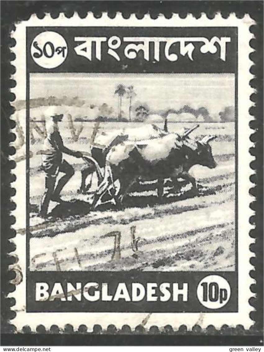 AF-180b Bangladesh Labourage Ploughing Boeuf Oxen Kuh - Agriculture