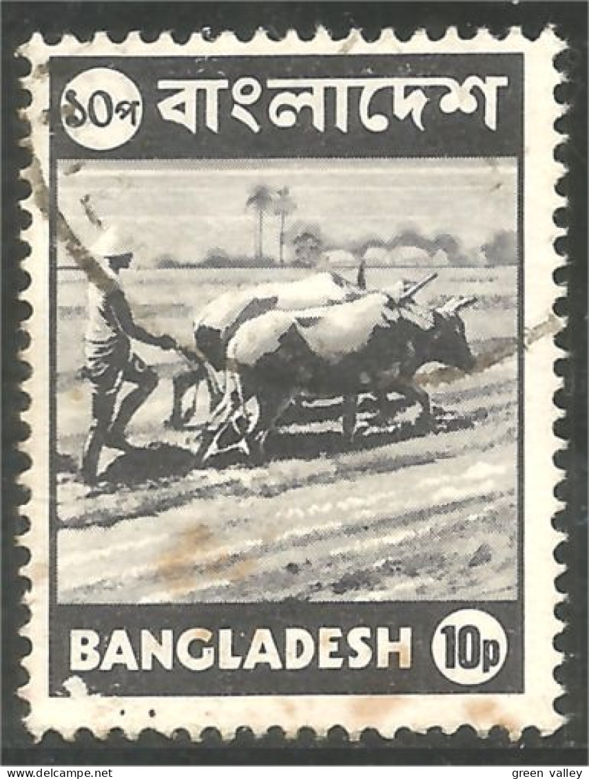AF-180a Bangladesh Labourage Ploughing Boeuf Oxen Kuh - Kühe